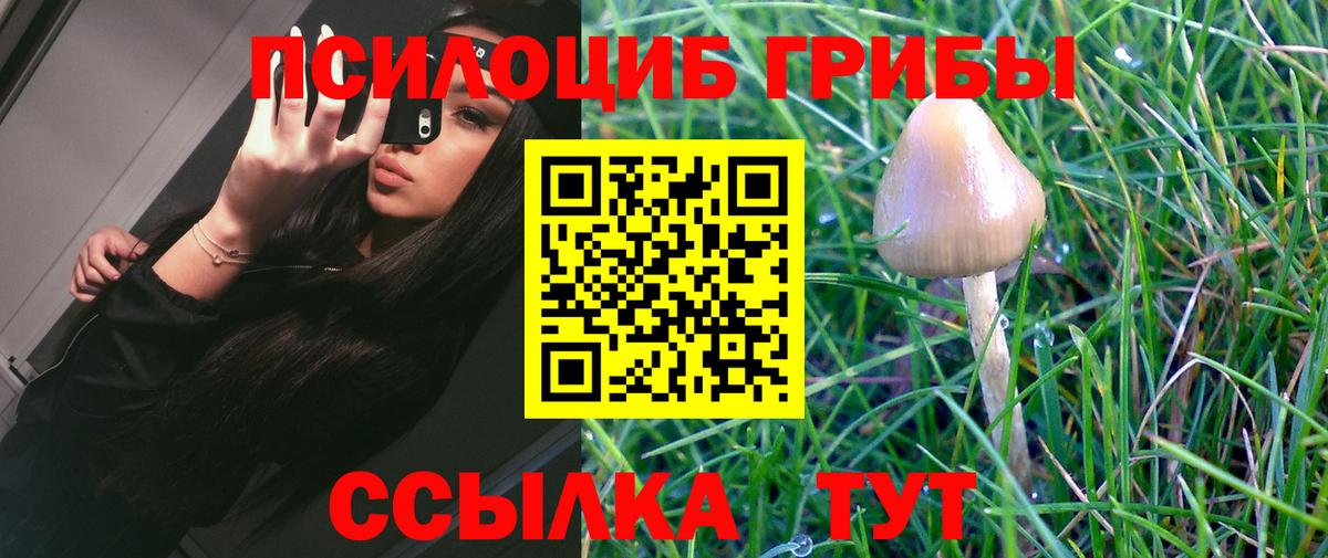 Кирово-Чепецк  Галлюциногенные грибы Psilocybe  Вход с VPN  Псилоцибиновые грибы мицелий 